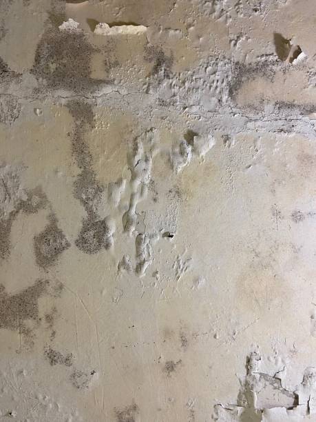 Best Localized Mold Remediation (e.g., coastal areas, humid climates) in Tega Cay, SC